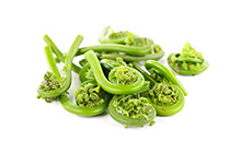 Fiddlehead Ferns