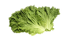 Green Leaf Lettuce Fillets