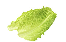 Lettuce Jammers