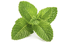 Markon First Crop Mint