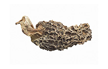 Morel Mushrooms