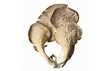 Oyster Mushrooms