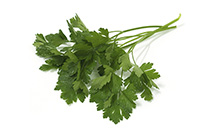 Markon First Crop Italian Parsley