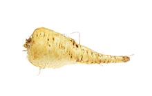 Parsnip Root