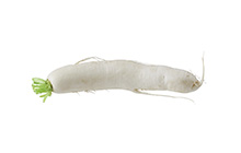 Daikon Radish