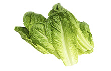 Romaine Leaf Fillets