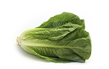 Premium Romaine