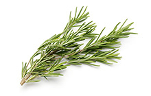 Organic Rosemary