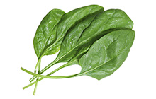 Savoy Spinach