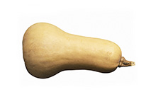 Butternut Squash