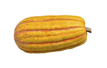 Delicata Squash