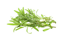 Tarragon