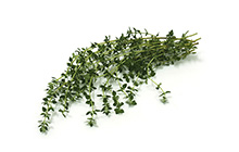 Thyme