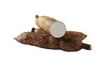 Yuca Root