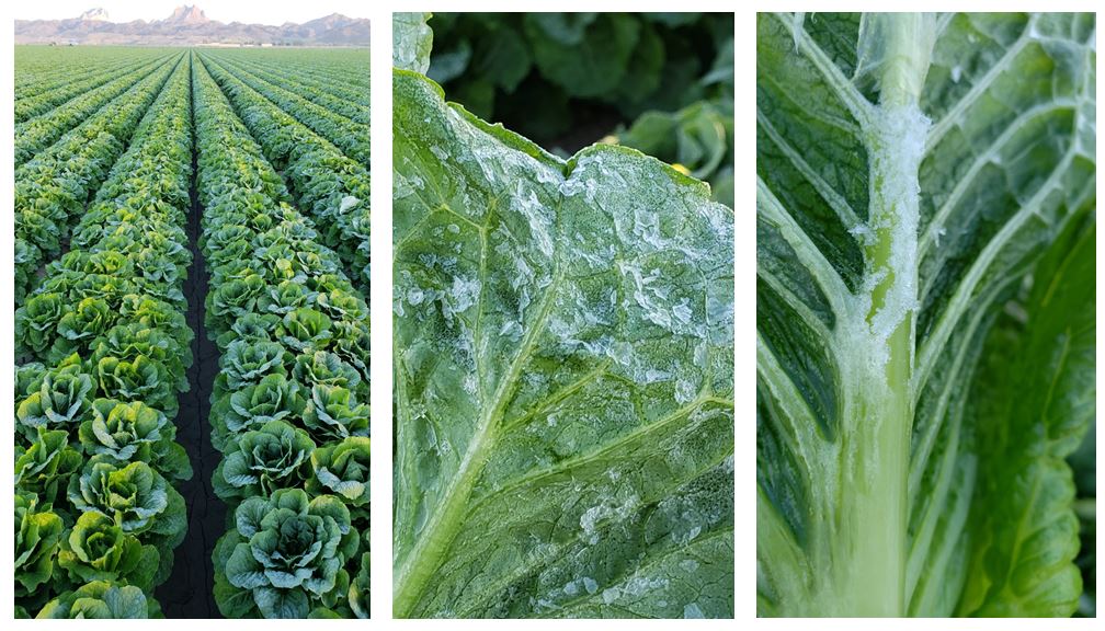 update - ice on romaine.JPG